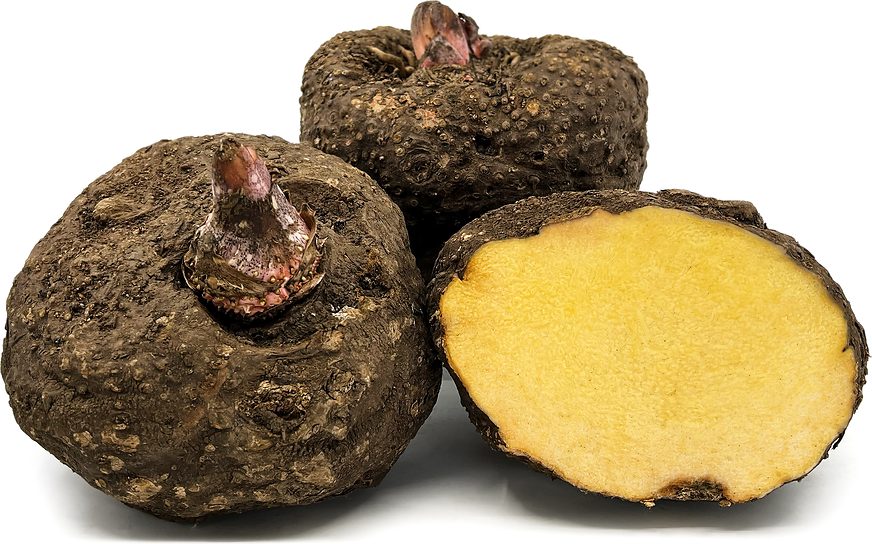 SURYAN (YAM) 500g